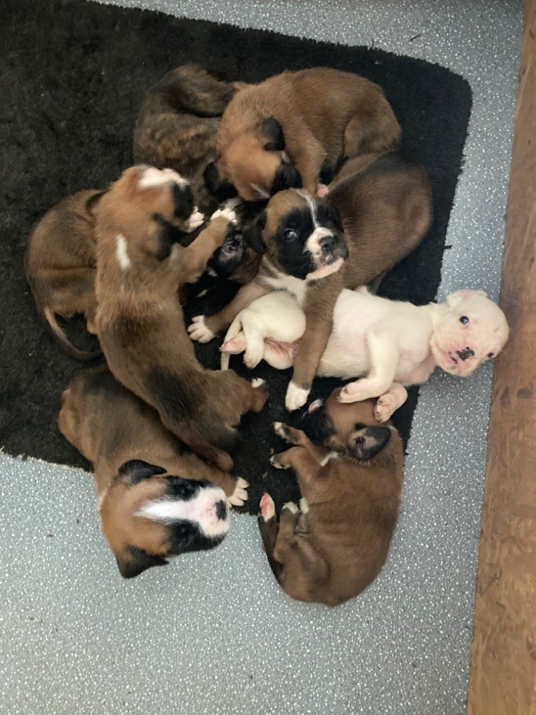 chiot Boxer Au Royaume Des B