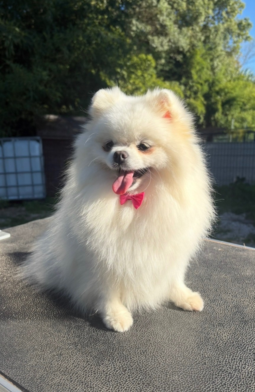 CH. Toreta (Sans Affixe)