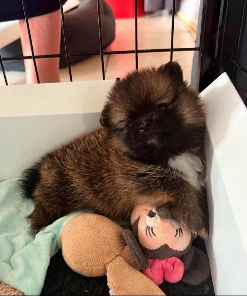 Au Royaume Des B - Chiots disponibles - Spitz allemand