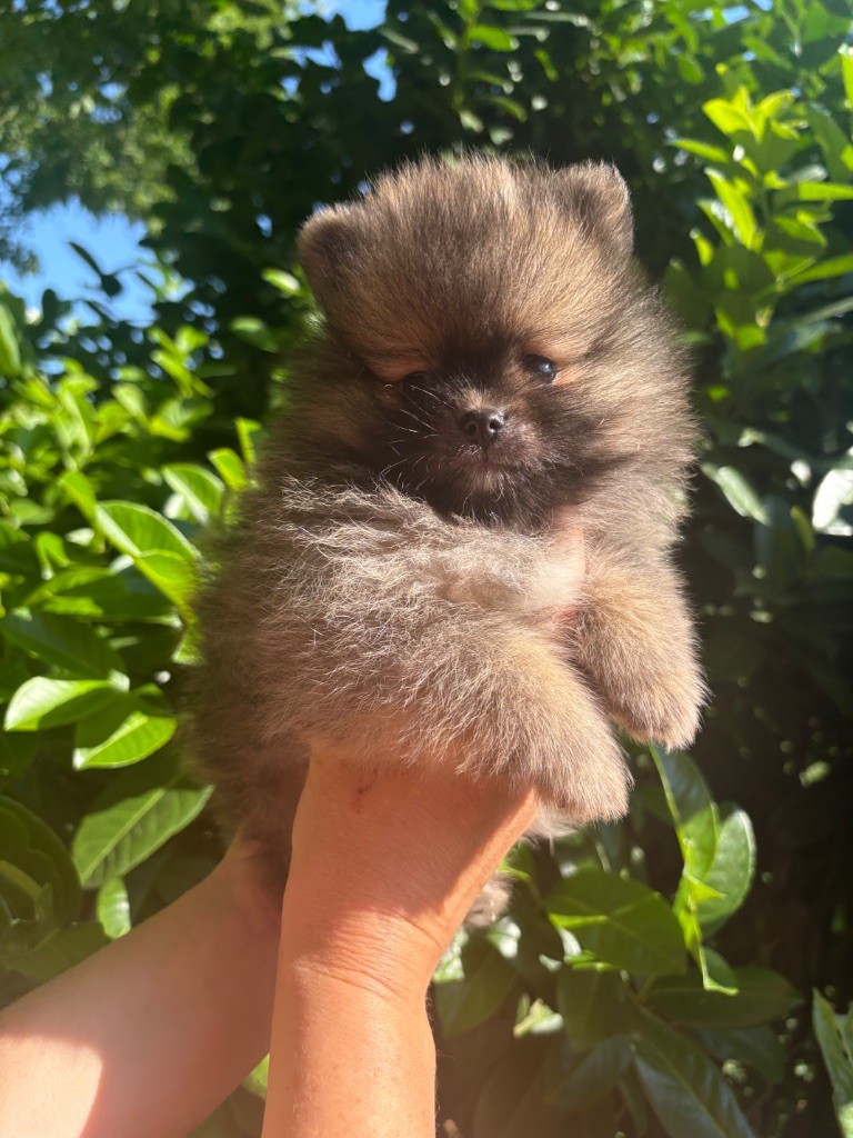Au Royaume Des B - Chiots disponibles - Spitz allemand