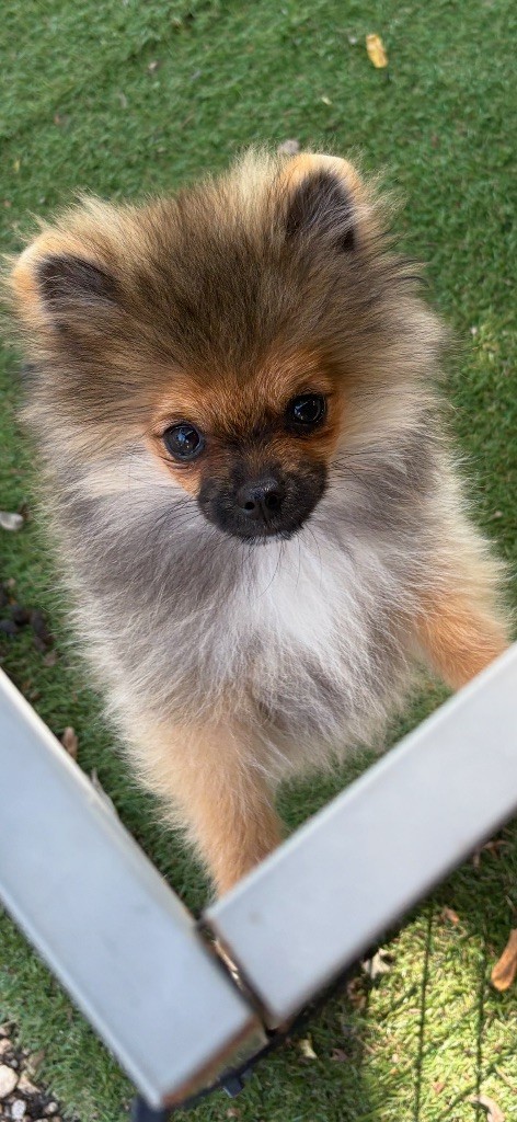 Au Royaume Des B - Chiots disponibles - Spitz allemand