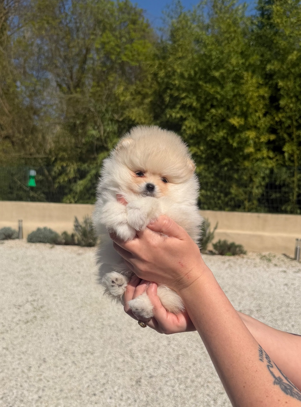 Au Royaume Des B - Chiots disponibles - Spitz allemand