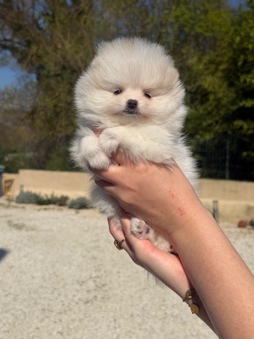 Au Royaume Des B - Chiots disponibles - Spitz allemand