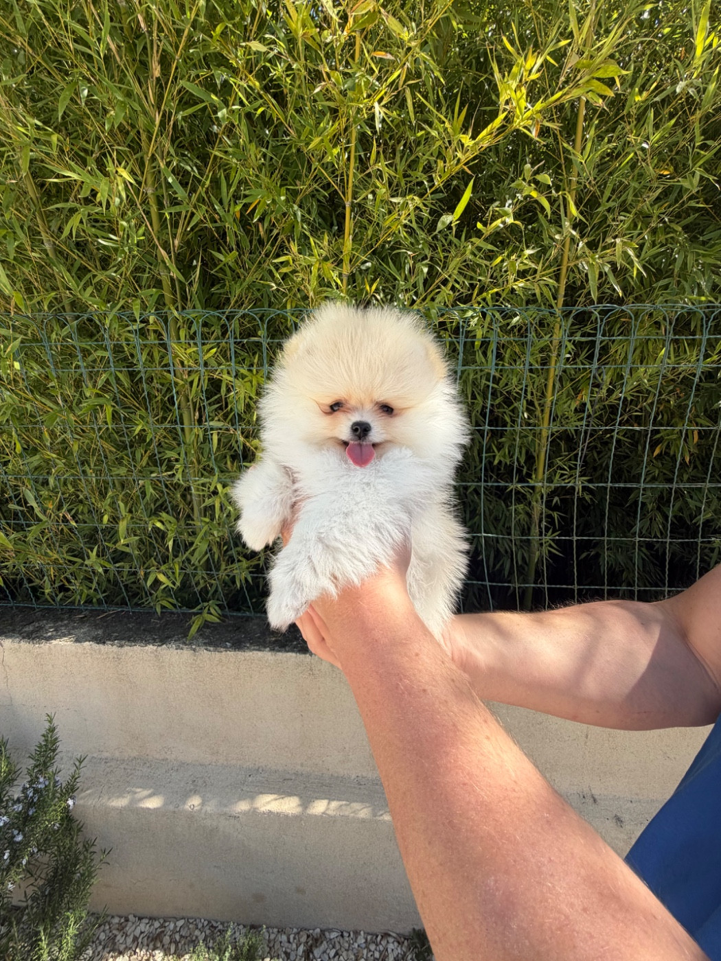 Au Royaume Des B - Chiots disponibles - Spitz allemand