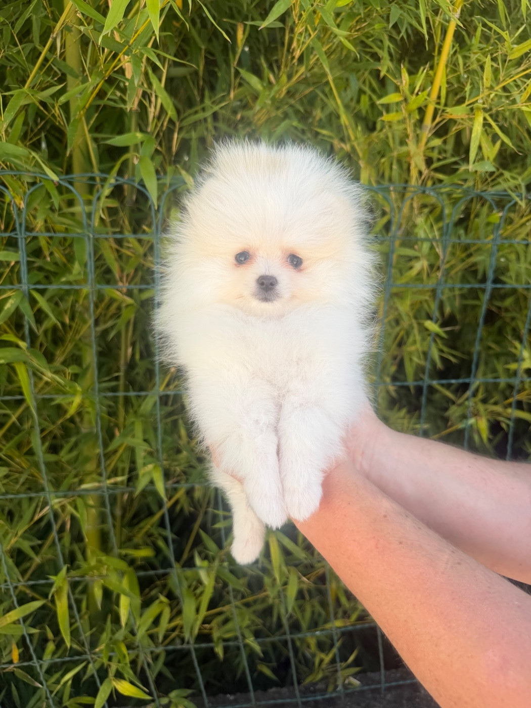 Au Royaume Des B - Chiots disponibles - Spitz allemand