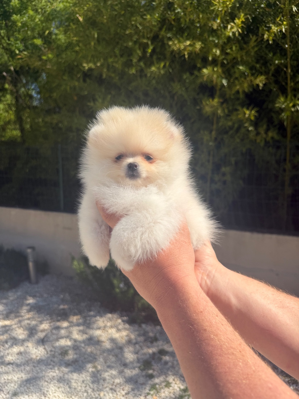 Au Royaume Des B - Chiots disponibles - Spitz allemand