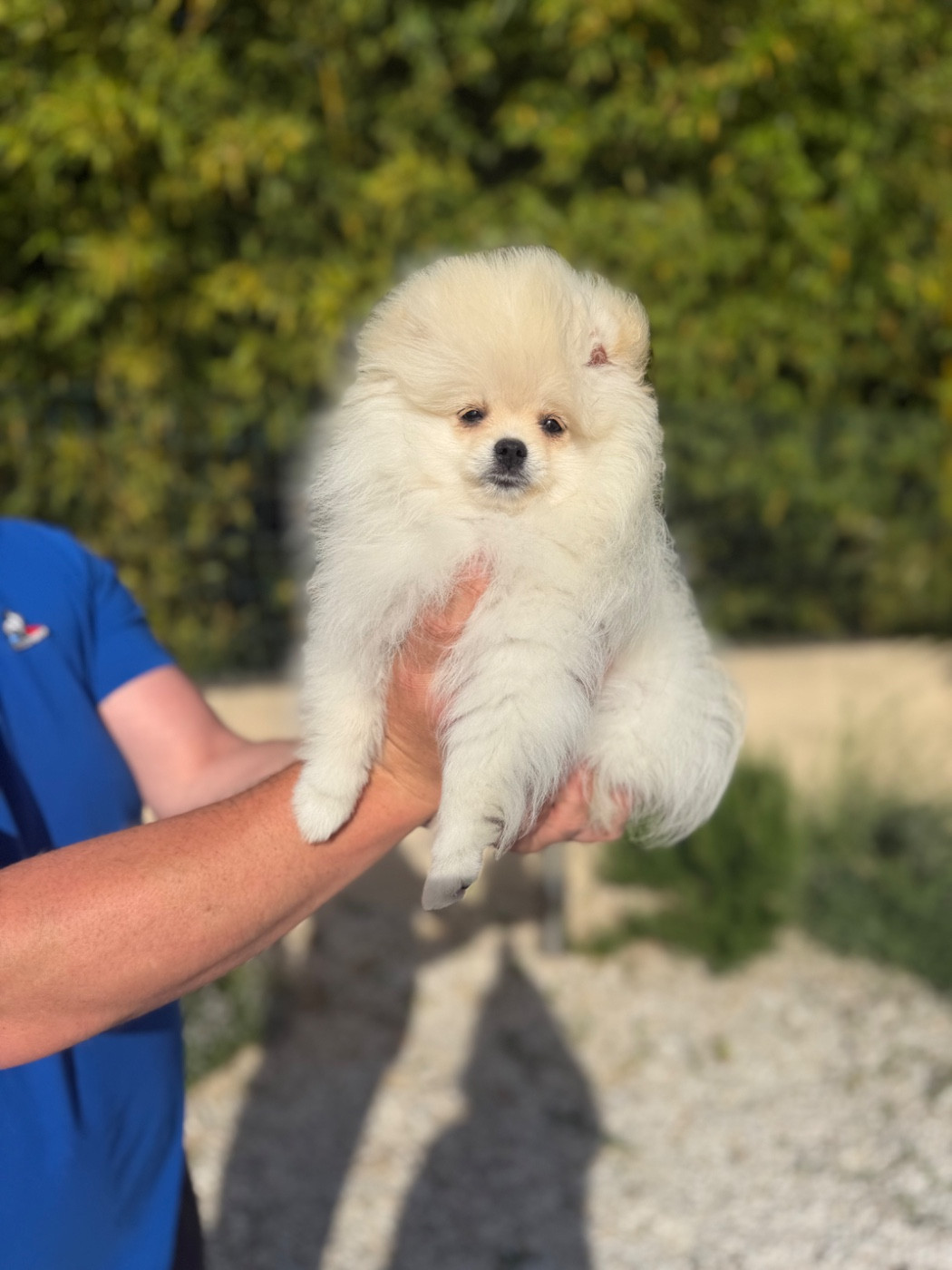Au Royaume Des B - Chiots disponibles - Spitz allemand