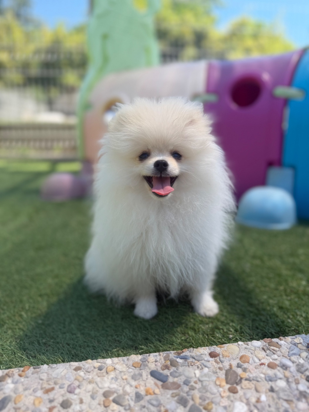Au Royaume Des B - Chiots disponibles - Spitz allemand