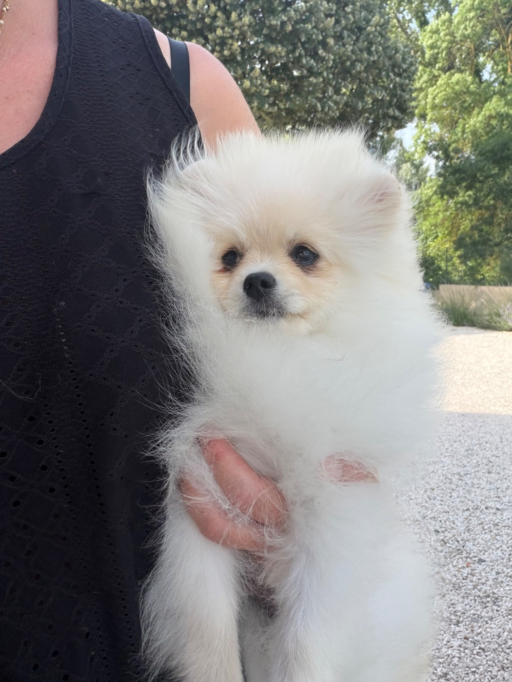Au Royaume Des B - Chiots disponibles - Spitz allemand