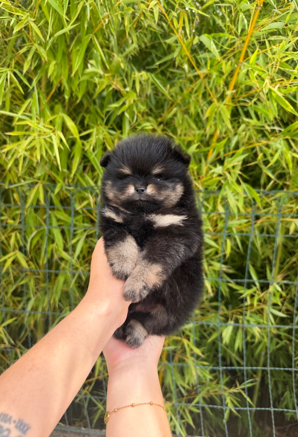 Au Royaume Des B - Chiots disponibles - Spitz allemand