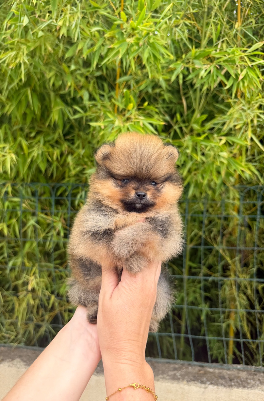 Au Royaume Des B - Chiots disponibles - Spitz allemand