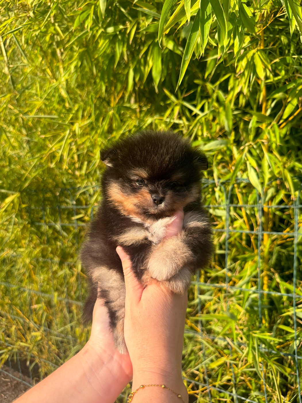 Au Royaume Des B - Chiots disponibles - Spitz allemand