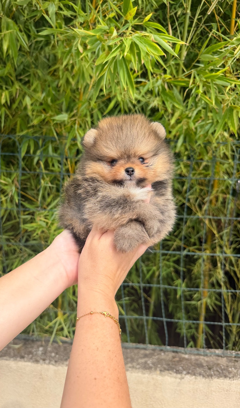 Au Royaume Des B - Chiots disponibles - Spitz allemand