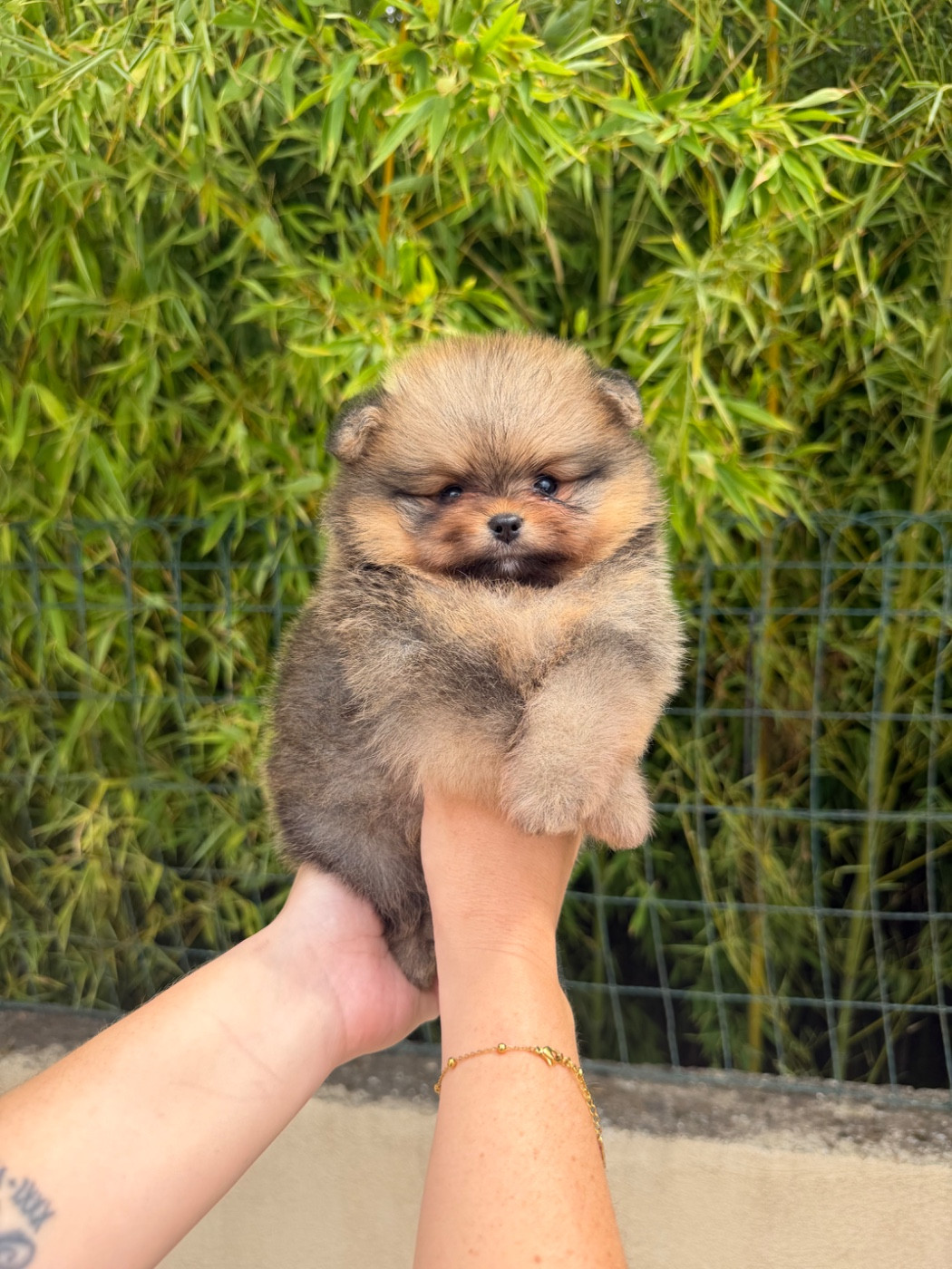 Au Royaume Des B - Chiots disponibles - Spitz allemand