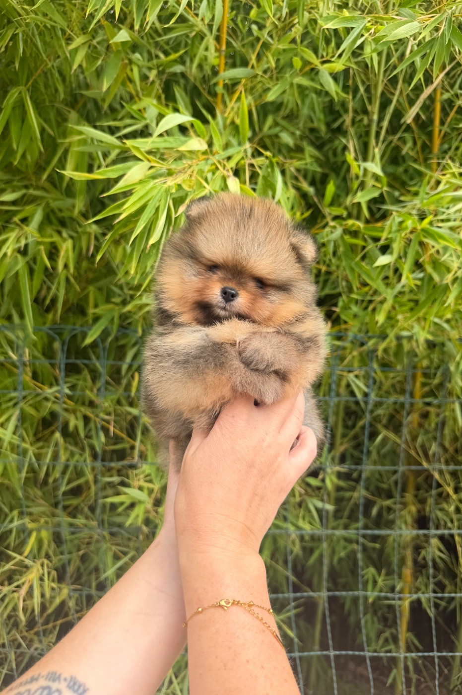 Au Royaume Des B - Chiots disponibles - Spitz allemand