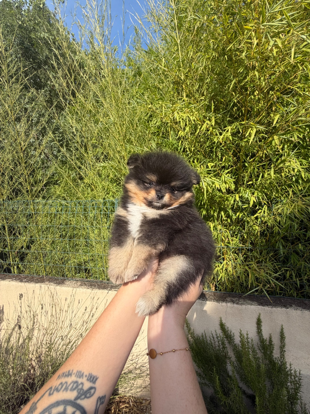 Au Royaume Des B - Chiots disponibles - Spitz allemand