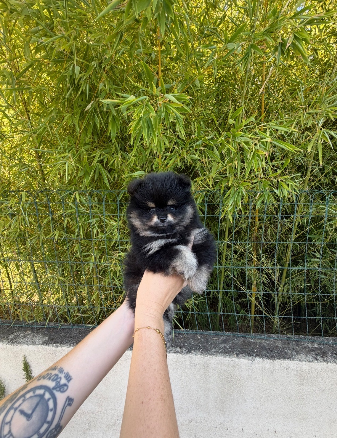 Chiot Spitz allemand Au Royaume Des B