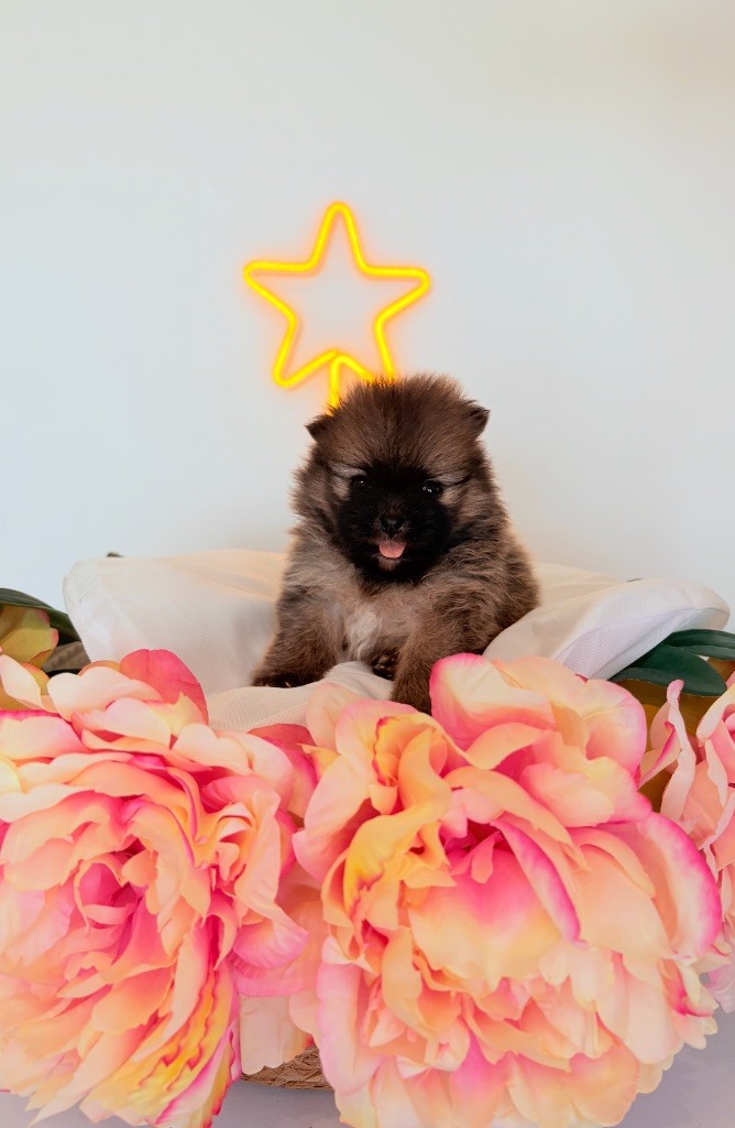 Au Royaume Des B - Chiots disponibles - Spitz allemand