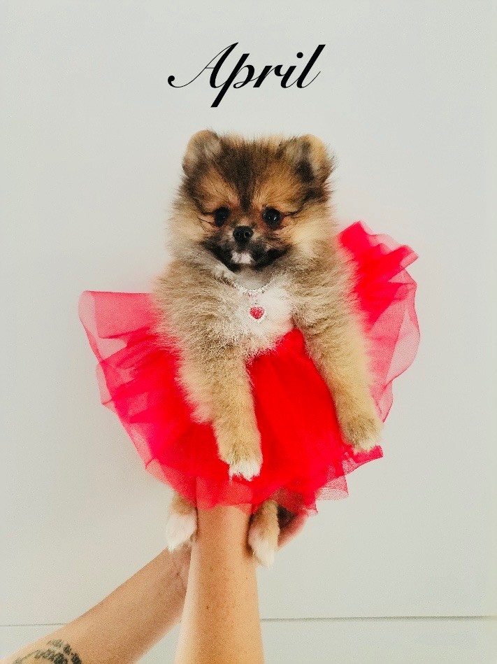 Au Royaume Des B - Chiots disponibles - Spitz allemand