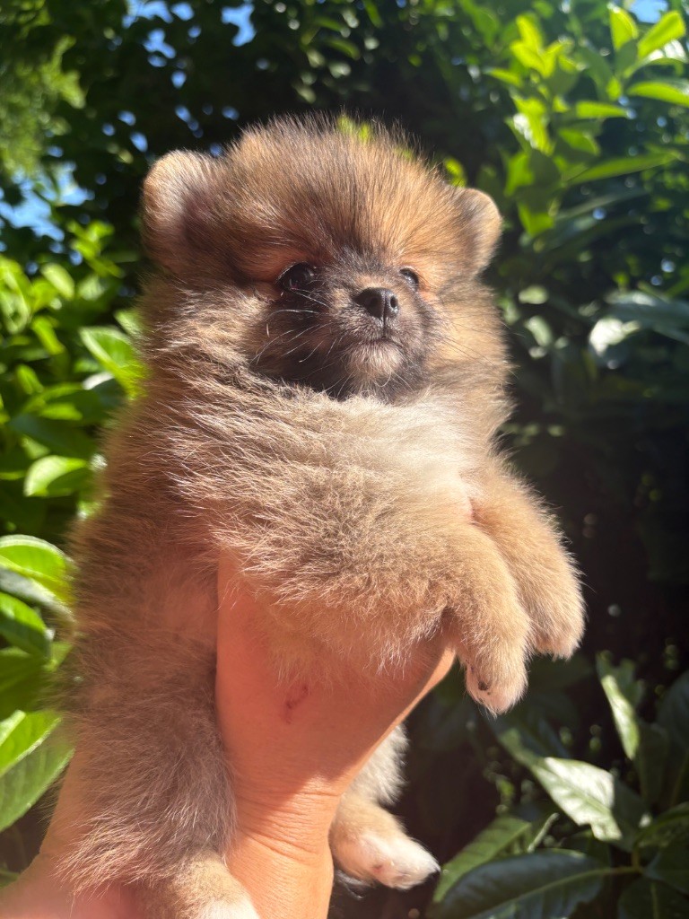 Au Royaume Des B - Chiots disponibles - Spitz allemand