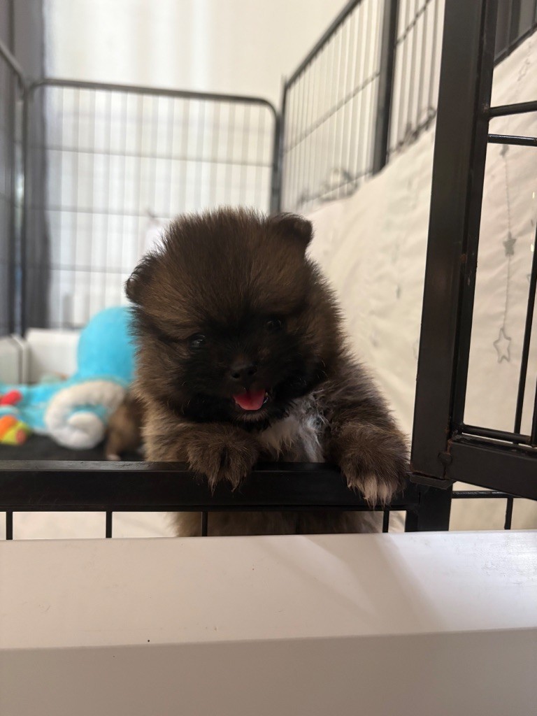Au Royaume Des B - Chiots disponibles - Spitz allemand