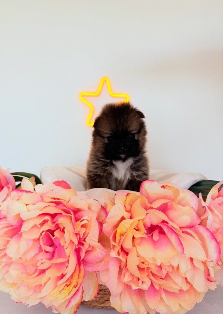 Au Royaume Des B - Chiots disponibles - Spitz allemand