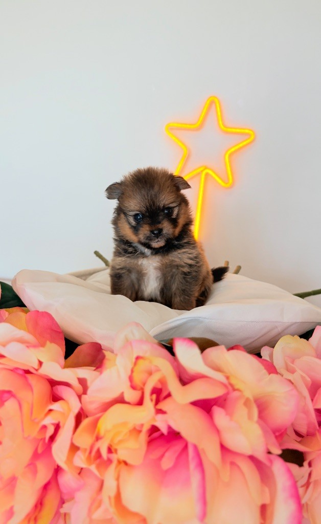 Au Royaume Des B - Chiots disponibles - Spitz allemand