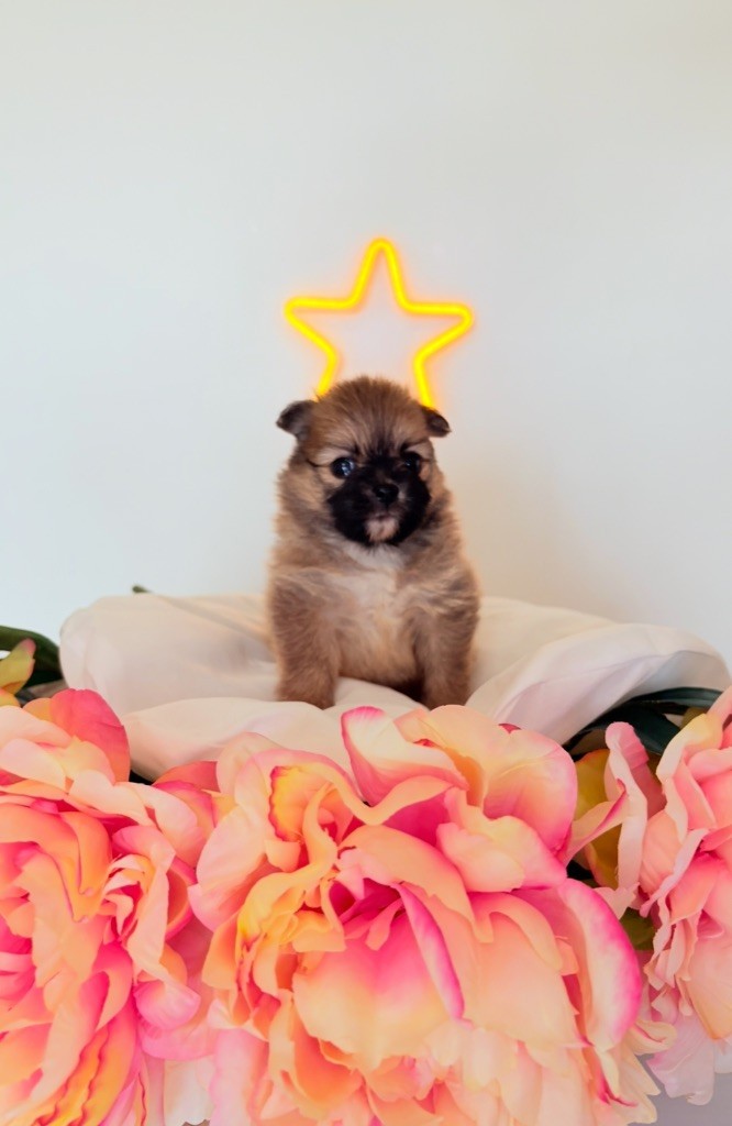 Au Royaume Des B - Chiots disponibles - Spitz allemand