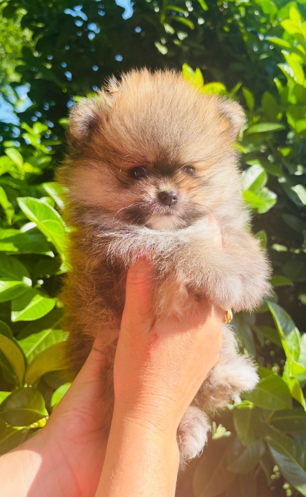 Au Royaume Des B - Chiots disponibles - Spitz allemand