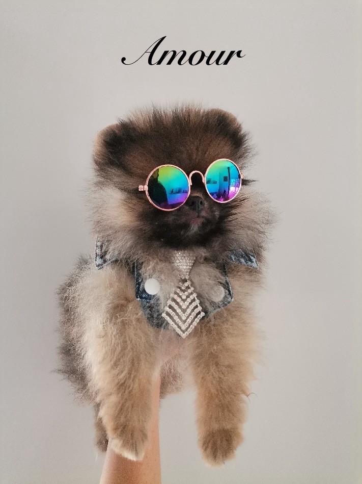 Au Royaume Des B - Chiots disponibles - Spitz allemand
