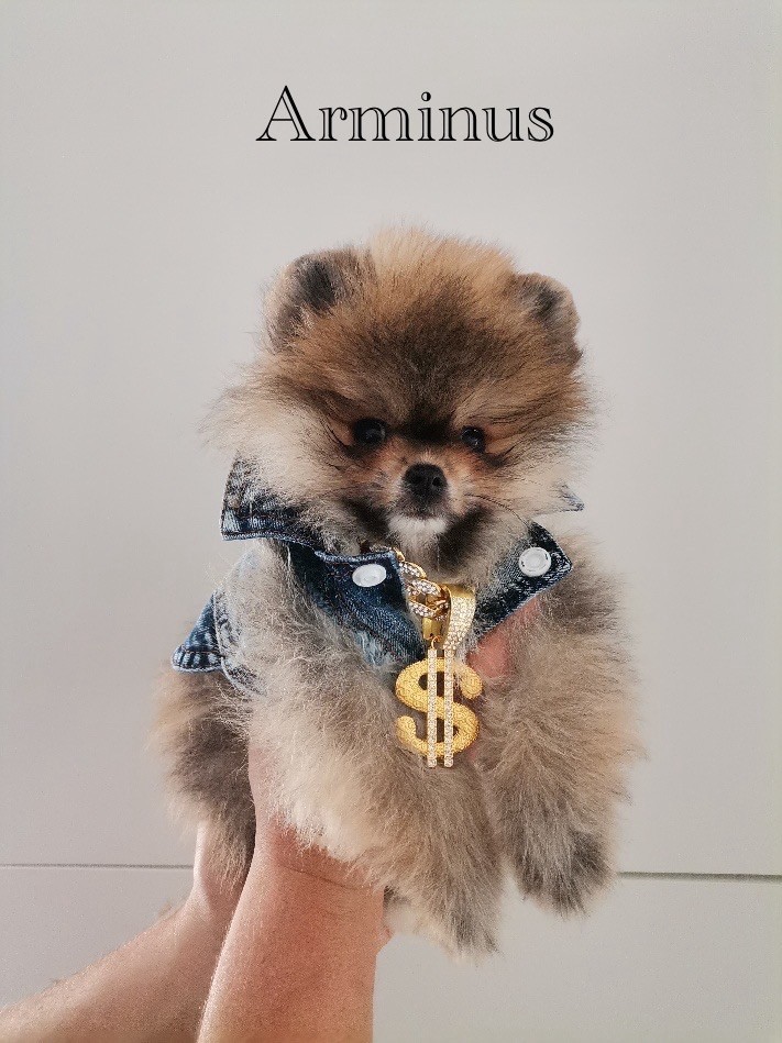 Au Royaume Des B - Chiots disponibles - Spitz allemand