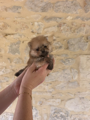 Chiot N°4