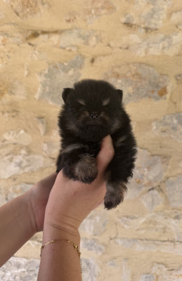 Chiot N°5