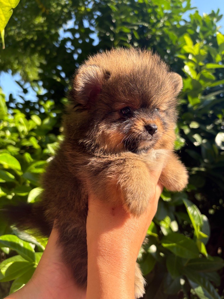 Au Royaume Des B - Chiots disponibles - Spitz allemand