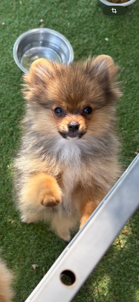 Au Royaume Des B - Chiots disponibles - Spitz allemand