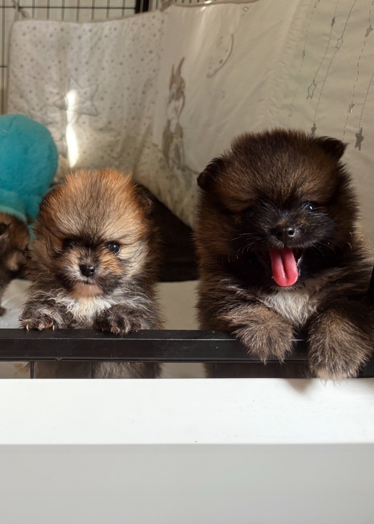 Au Royaume Des B - Chiots disponibles - Spitz allemand