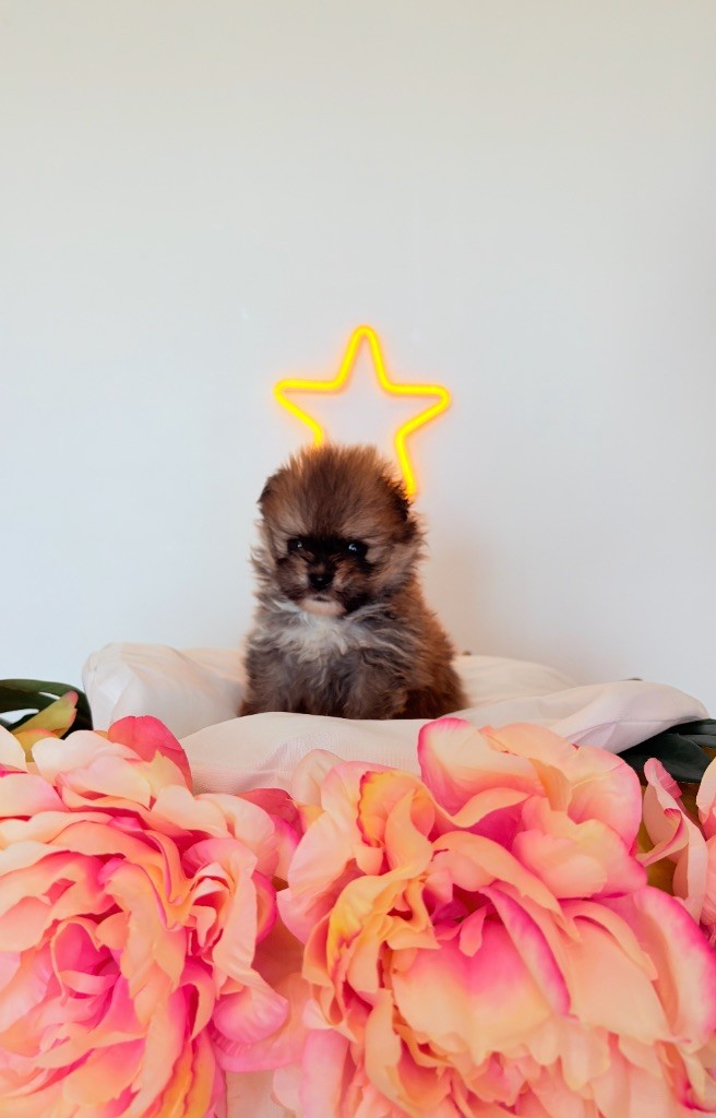 Au Royaume Des B - Chiots disponibles - Spitz allemand