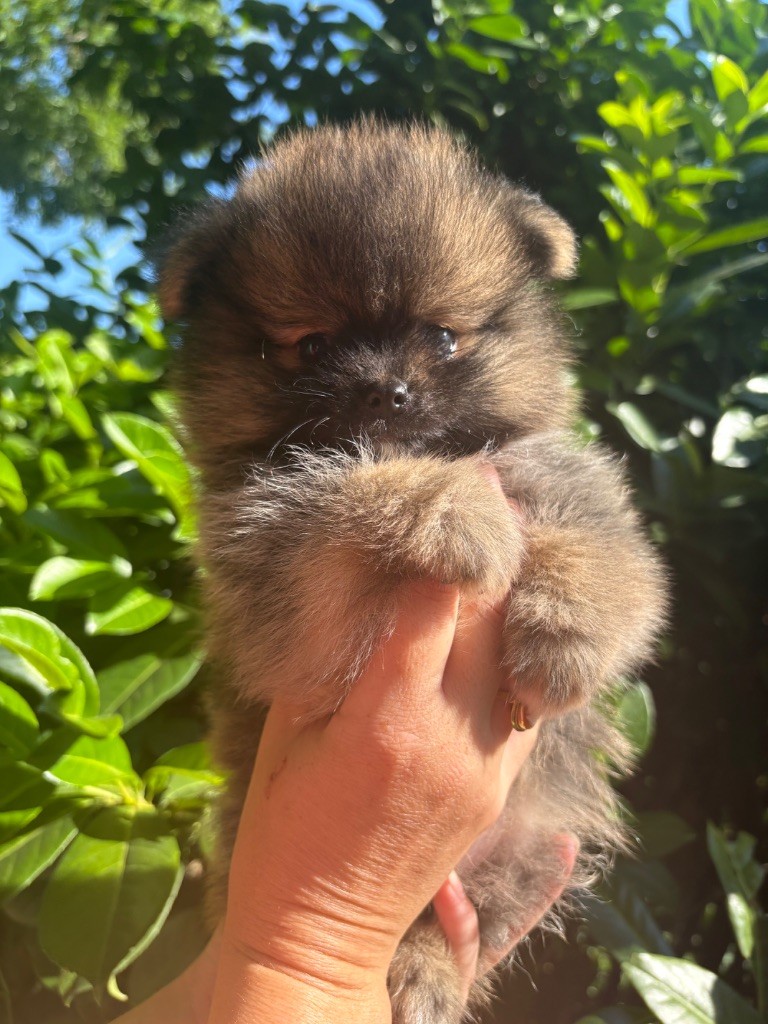 Au Royaume Des B - Chiots disponibles - Spitz allemand
